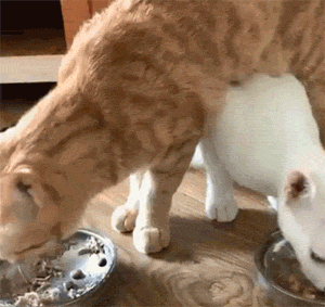 主人发现家里的两只猫平时吃饭时，非要这样操作，也是很迷了！ - 1