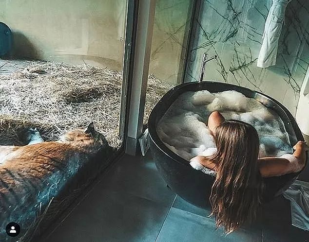 每晚花2000美金入住动物园酒店，只为让大猫陪自己泡澡！ - 30