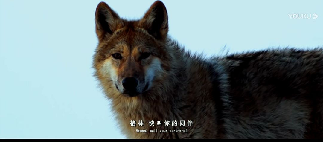 美女画家救下一只狼崽，并助它重返狼群，4年后见到它全家，也因此看到人性最贪婪的一幕 - 13