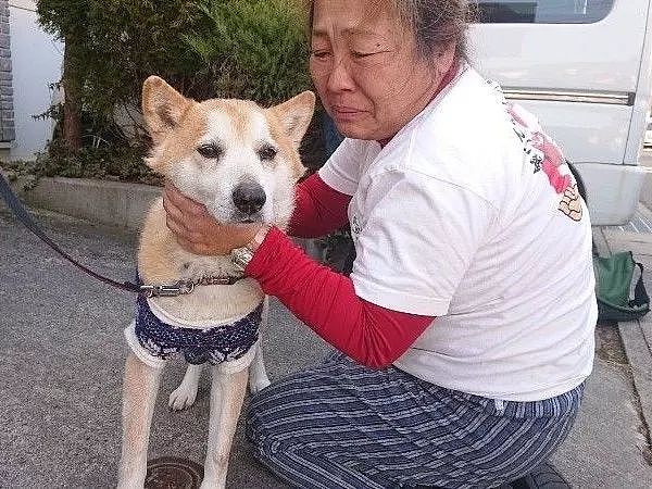 从地震中救出1400只狗狗的她，8年后重遇被救柴犬... - 2