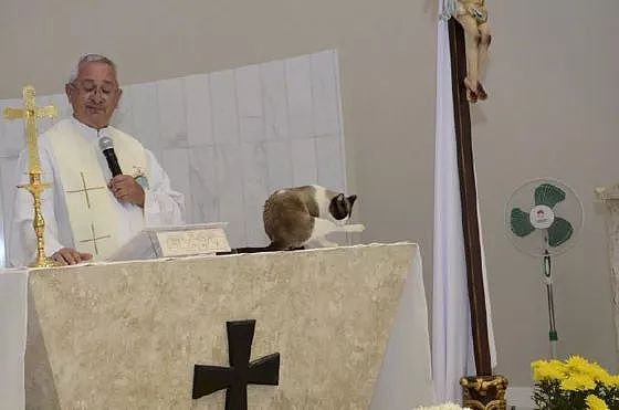 神父在主持弥撒时，一只猫闯了进来站在台上，它的举动笑屎了！ - 4