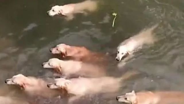 男子落水，16条狗狗集体跳水救人，这是什么神操作？ - 6