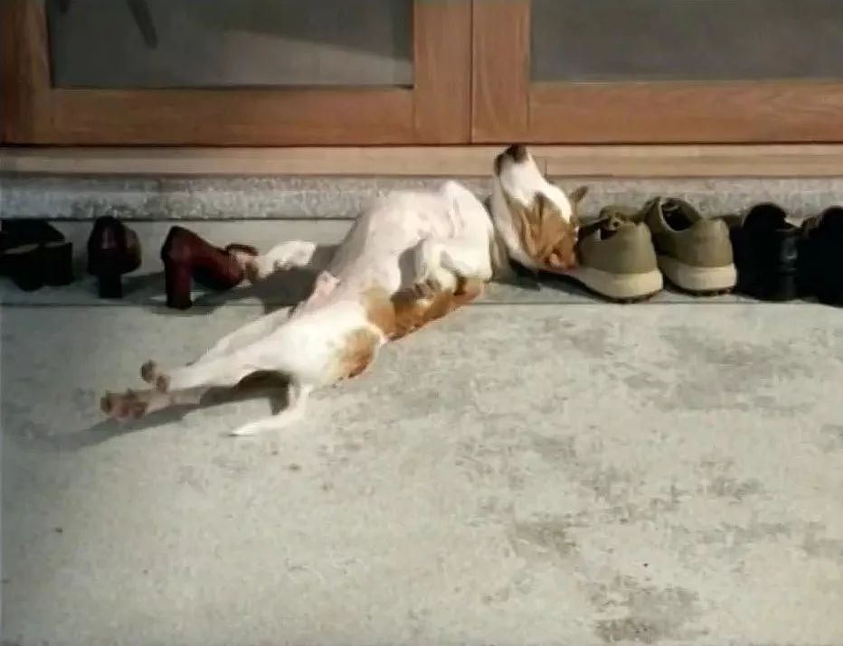 狗狗被主人的鞋子臭的睡不着，于是做了这样一件事…… - 11