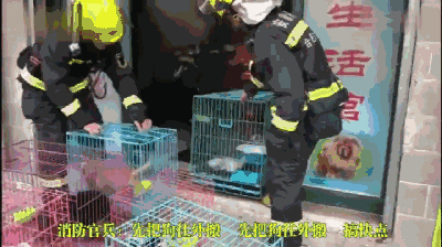暖心：宠物店失火，消防员火场中救出20多只猫狗，蹲地做心肺复苏 - 4