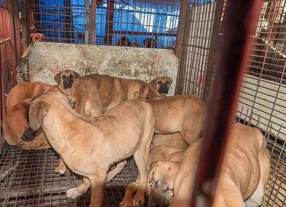 狗肉市场被关，获救狗狗却不敢走出笼子：求求你，不要吃我。 - 6