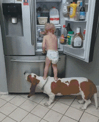 宝宝和狗子合伙开冰箱偷吃，结果惨遭背叛！ - 4