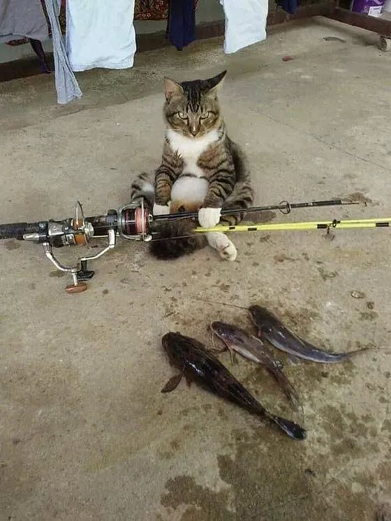 猫咪被爸爸邀请去钓鱼，不一会儿就有这样的收获，没给猫丢脸！ - 3