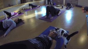 米国这家瑜伽教室推出的瑜伽课程，在猫老师的教导下，大家都... - 3