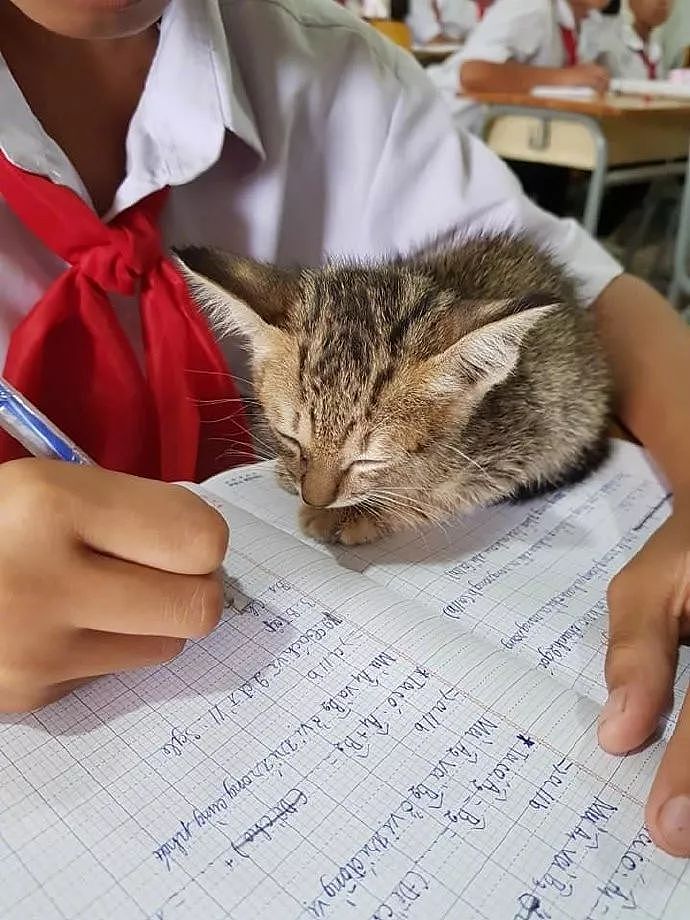 小朋友把猫带到教室一起上课，有猫陪着居然还能这么认真写作业！ - 4