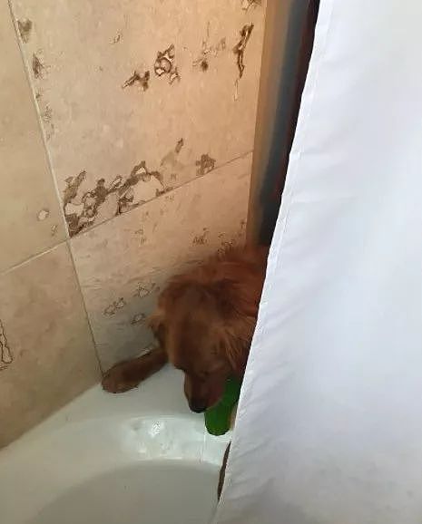 这只超讨厌洗澡的狗子，却突然跑到浴室找主人，原来... - 6