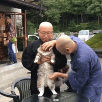 日本猫寺里住着30多只猫，竟比僧人还多，又想骗我去当和尚？ - 13