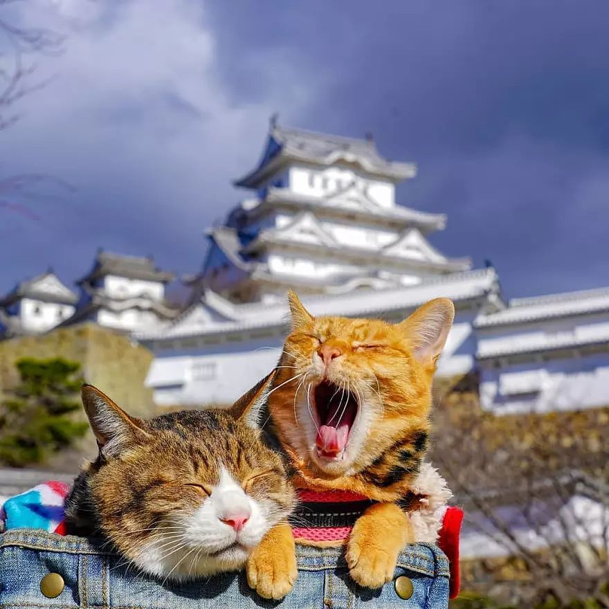两只喵游遍日本！这绝对是出镜主人公最萌的一篇游记 - 5