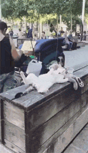 这猫在路边枕着娃娃睡觉，还张着大腿，网友：没有猫德！ - 2