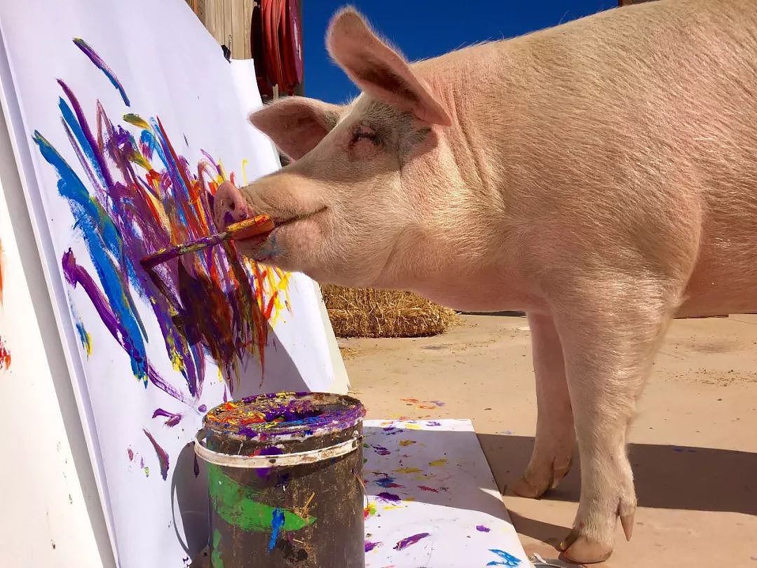 一头待宰的猪画了幅画，竟卖了23万元，被称为猪界毕加索，还全世界办展览！ - 2