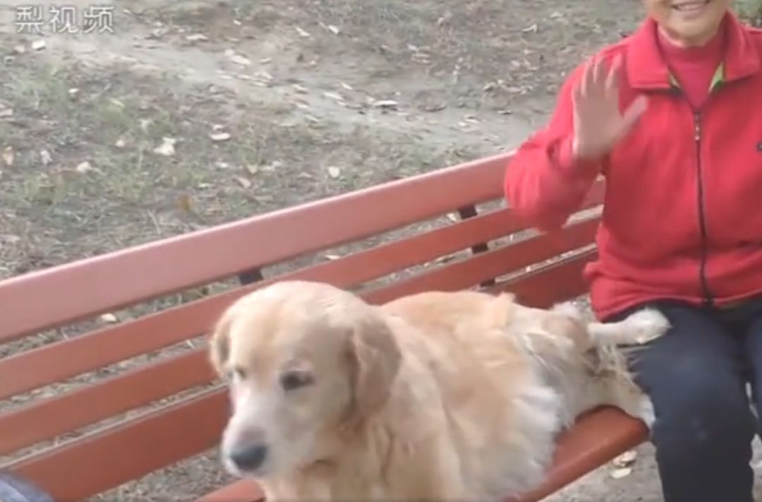 不知主人去世，半年来导盲犬仍坚持在公园长椅帮主人占座... - 1