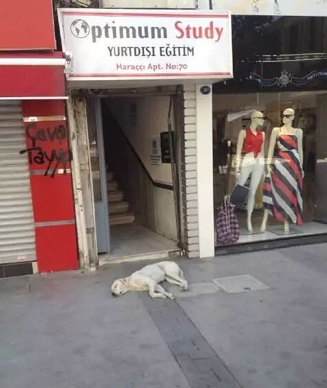 网友到土耳其旅游，“那里的流浪狗，见人就躺下求摸摸！” - 1