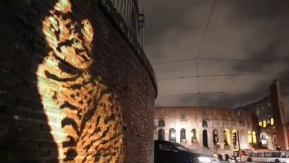 近日罗马街头惊现巨型光雕艺术猫咪，才发现猫咪还可以这么玩！ - 18
