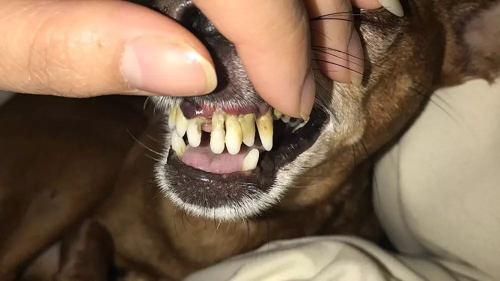 狗狗牙周病严重融断下巴，只能在嘴上打钢钉固定…… - 1