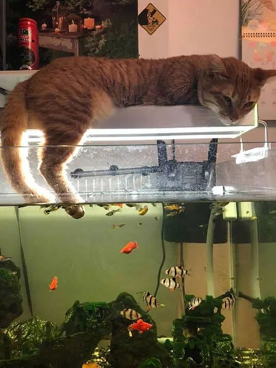 网友家自从有了这鱼缸后，猫每天都趴在上面，也不吃鱼，而是... - 1