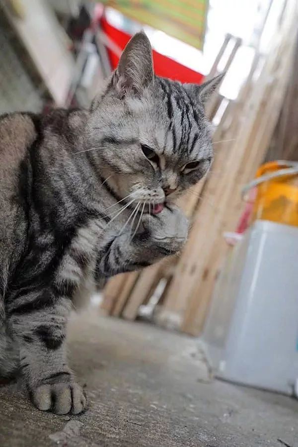 主人拍下猫在街头的霸气写真照，网友：竟然被一只猫帅到了！ - 8