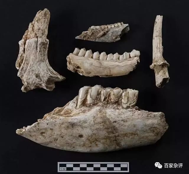 陕西发现3万年前牙齿，考古发现令人不解：中国人不起源于非洲？ - 3