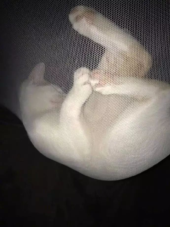 猫在蚊帐上睡觉，结果主人全程拍了下来，被最后这一张笑到了！ - 3