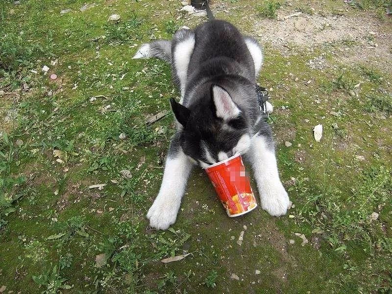 还记得你家狗狗第一次喝到酸奶的样子吗？简直萌翻了！ - 12