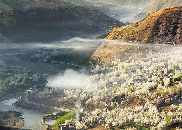 四川有个世界罕见的古梨仙境，一下梨花雪，就惊艳了整个春天！ - 6