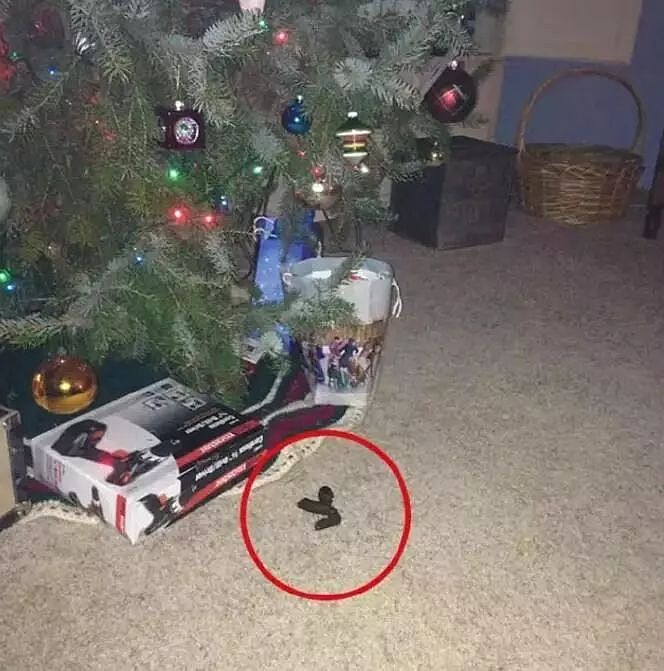 当你还在想怎样安心过圣诞的时候，人家的狗已经在装饰圣诞树了！ - 11
