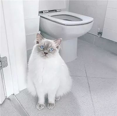 这只猫因为上厕所的那点事，被点了2万多赞！ - 8
