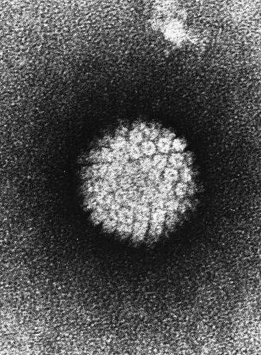 超过26岁的人群可以打HPV九价疫苗吗？ - 5