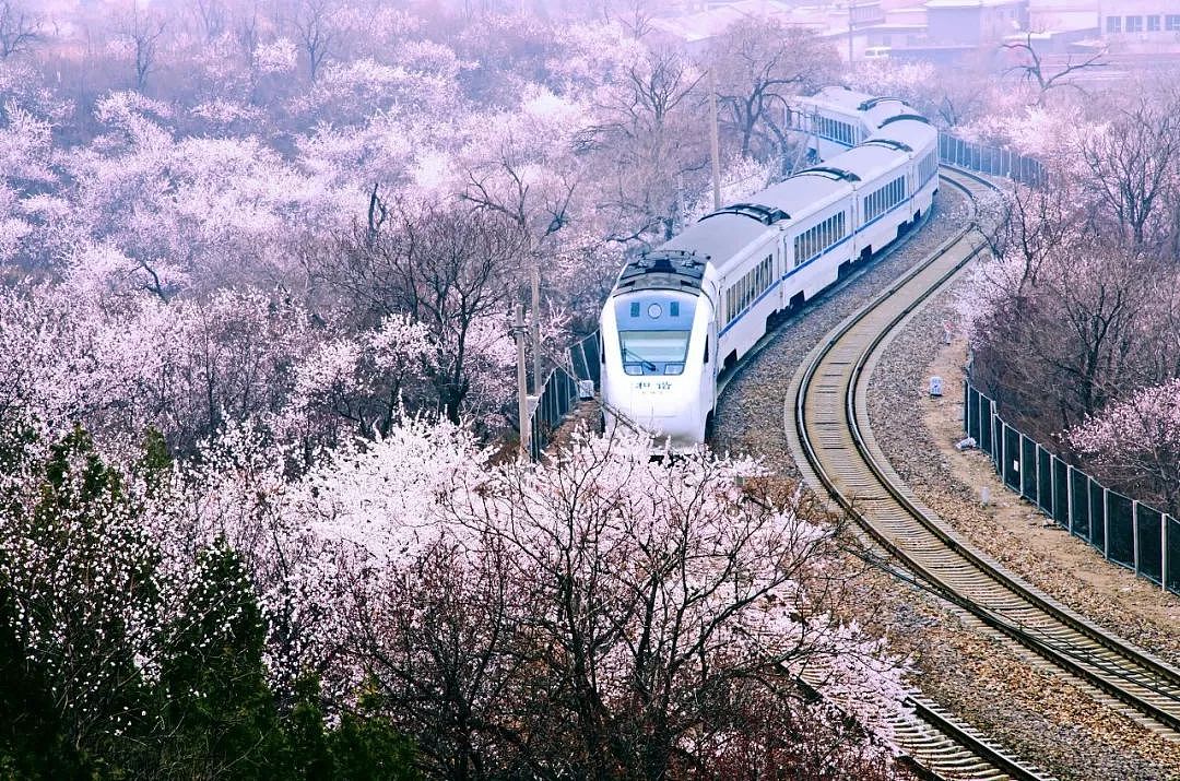 何必远赴日本看樱花？北京这趟开往春天的小火车，下周发车！ - 14