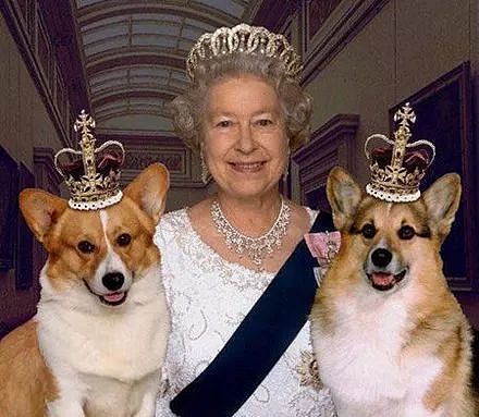 英国女王的最后一只柯基去世，她决定不再养狗..... - 1