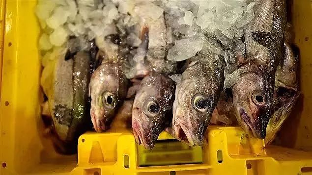科学家警告：你吃的不是海鲜，你一年可能吃了上万块塑料！ - 14