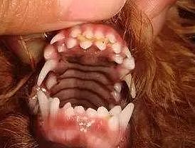 狗狗笑起来像小怪兽，仔细看才发现竟是长了两排牙齿！ - 7