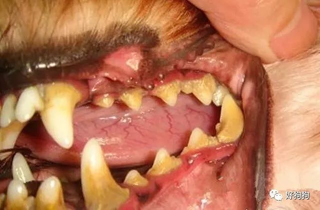 想让狗狗活的时间久，最不能忽视的就是狗狗的牙齿！ - 2