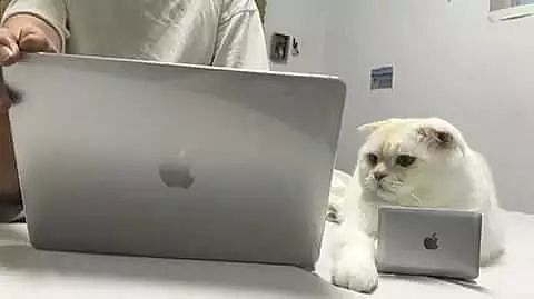 主人每次工作时，猫都喜欢趴在电脑上打扰工作，主人于是... - 1