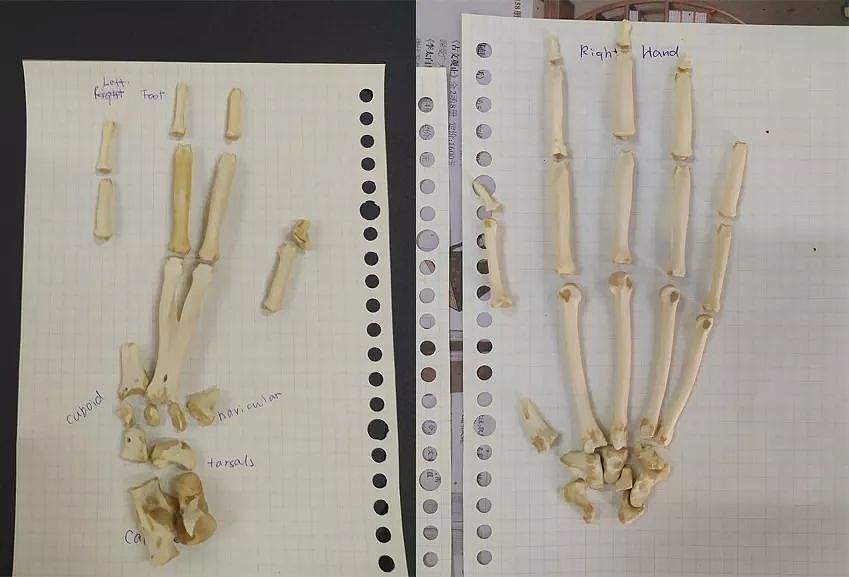 你可能想象不到，完整地拼一副长臂猿的骨骼能有多难 - 5