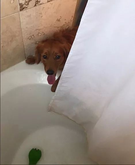 这只超讨厌洗澡的狗子，却突然跑到浴室找主人，原来... - 7