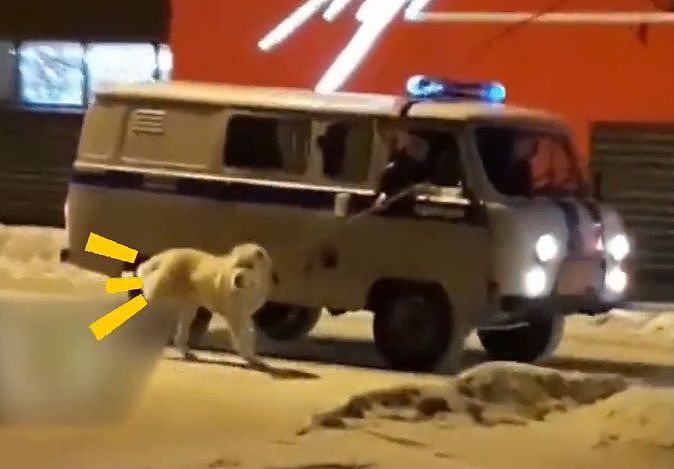这只混“社会”的狗，就连俄罗斯警察见了都害怕... - 3