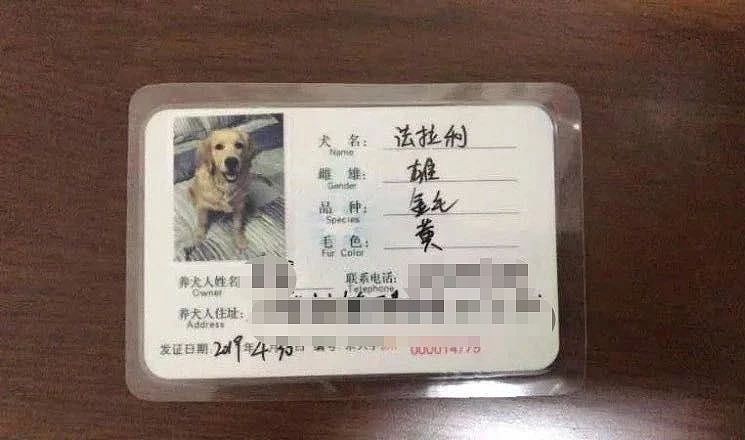 北京丰台查狗事件：主人摔伤了警察，我被送到了留检所…… - 1