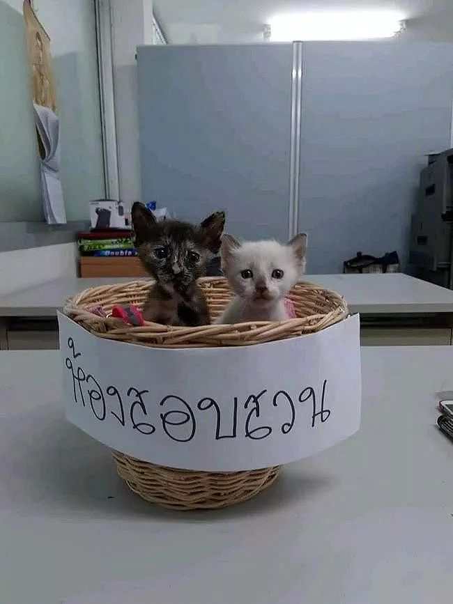 警察局又添两只可爱小猫，督察看后，立马决定要亲自带领！ - 1