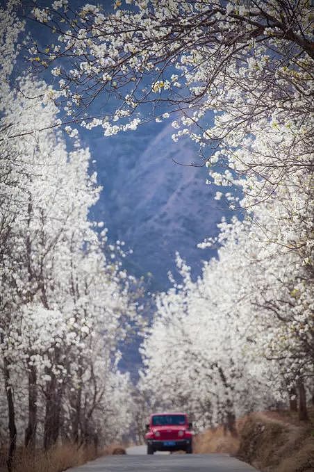 四川有个世界罕见的古梨仙境，一下梨花雪，就惊艳了整个春天！ - 24