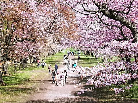 日本樱花季最强攻略，美景美食一览，再不看就没机会啦！ - 13