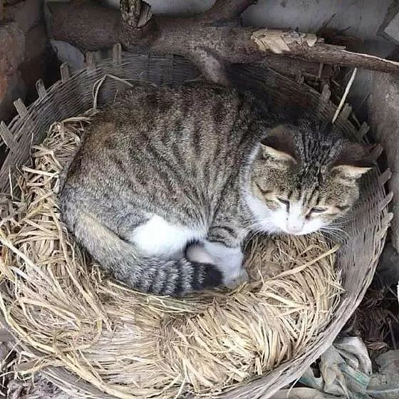 这猫霸占了母鸡的窝，还有一颗蛋，当母鸡要躺下后，它还特别凶... - 1