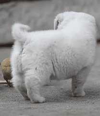 小奶狗第一次遇到了刚出生的小鸡……前方激萌！ - 2