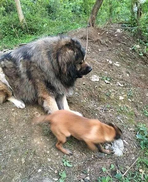 “北欧巨兽”高加索犬：俄罗斯国宝犬种，养了这狗才是真有安全感！ - 4