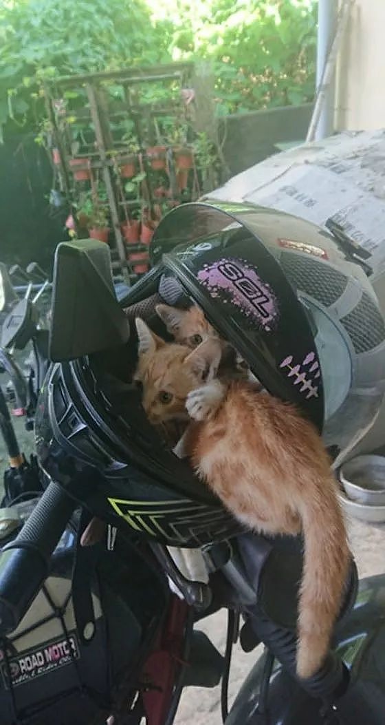 一早拿摩托车时，安全帽却被几只小猫霸占，其中一只屁屁还外露！ - 2
