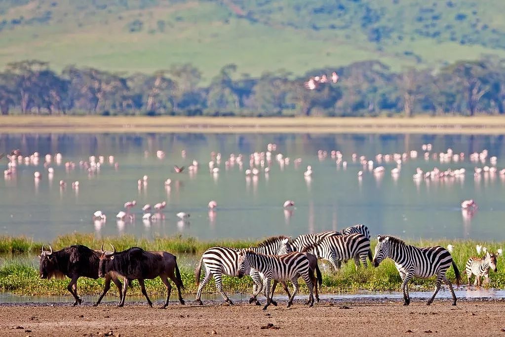 肯尼亚+坦桑尼亚，春节远走东非开启Safari之旅！ - 24