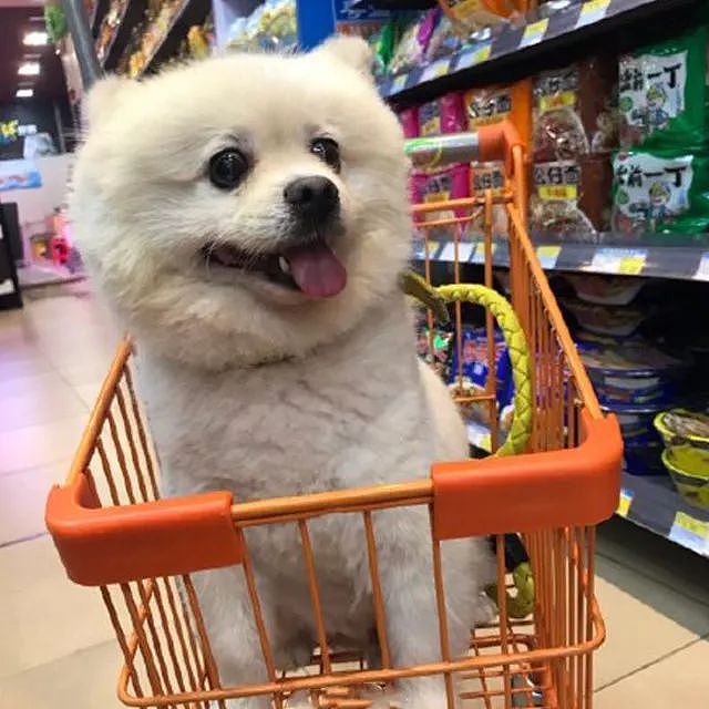 最近狗子们也爱上逛超市了，你家附近的超市允许它们进去吗？ - 11